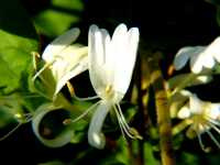 Αγιόκλημα το Ιαπωνικό (Lonicera Japonica), Ωρίωνας Μ