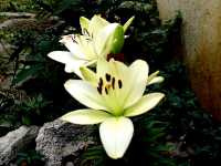 Λίλιουμ το Ασιατικό (Lilium Asiaticum), Ωρίωνας Μ