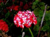 Πελαργόνιο το Κηπαίον (Pelargonium Hortorum), Ωρίωνας Μ