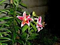 Λίλιουμ το Σταργκέιζερ (Lilium Stargazer), Ωρίωνας Μ