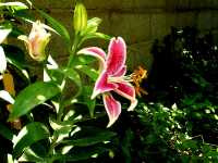 Λίλιουμ το Σταργκέιζερ (Lilium Stargazer), Ωρίωνας Μ