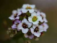 Άλυσσο το Παραθαλάσσιο (Alyssum Maritimum), Lowe A. 