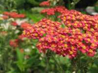 Αχίλλεια η Χιλιόφυλλος (Achillea Millefolium), Timmeh 87