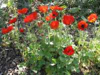 Νεραγκούλα η Ασιατική (Ranunculus Asiaticus), Lorsh