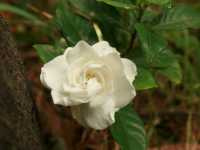 Γαρδένια η Ιασμοειδής (Gardenia Jasminoides)