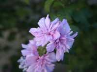 Ιβίσκος ο Συριακός (Hibiscus Syriacus)