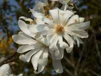 Μανόλια Στελλάτα (Magnolia Stellata), Hagens W.