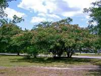 Ακακία η Ροδομέταξη (Albizia Julibrissin), Geogre