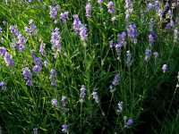 Λεβάντα η Στενόφυλλος (Lavandula Angustifolia), Karelj