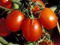 Σολανόν το Λυκοπερσικόν (Solanum Lycopersicum), Greb P.