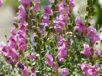 Αντίρρινο το Μέγα (Antirrhinum Majus), Hans