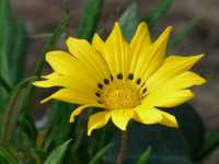 Γαζανία η Λαμπρά (Gazania Splendens)