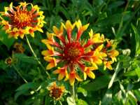 Γαϊλάρδια η Μεγανθής (Gaillardia Grandiflora), Laitche