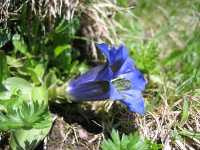 Γεντιανή η Άκαυλος (Gentiana Acaulis), Amada44