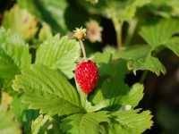 Φραγκάρια η Λεπτή (Fragaria Vesca), Moralist