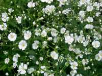 Γυψοφύλλη η Κομψή (Gypsophila Elegans)