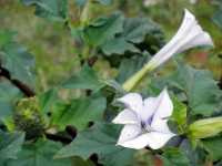 Δατούρα η Στραμώνιος (Datura Stramonium), Martin J.