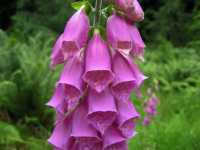 Διγιταλίς η Πορφυρά (Digitalis Purpurea)