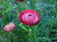 Ελίχρυσο το Βρακτιοφόρο (Helichrysum Bracteatum), Tubifex