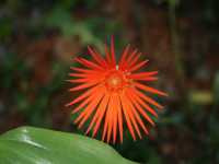 Ζέρμπερα η Τζεϊμσονίειος (Gerbera Jamesonii), Rooivos