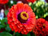 Ζίννια η Κομψή (Zinnia Elegans)