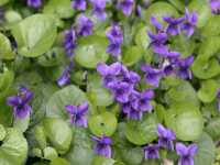 Ίον το Εύοσμον (Viola Odorata)