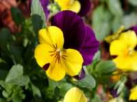 Ίον το Τρίχρωμο (Viola Tricolor)