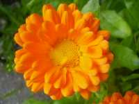 Καλέντουλα η Φαρμακευτική (Calendula Officinalis), Hille R.