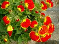 Καλσεολάρια η Υβριδική (Calceolaria Hybrida)