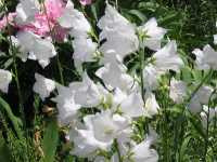 Καμπανούλα η Περσικόφυλλος (Campanula Persicifolia)