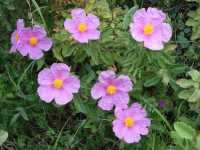 Κίστος ο Εριώδης (Cistus Incanus)