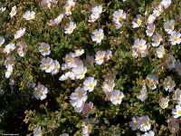 Κίστος ο Φασκομηλόφυλλος (Cistus Salvifolius)