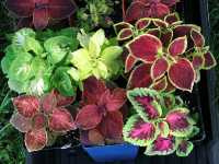 Κολεός ο Κηπαίος (Coleus Hortorum)