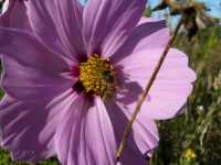 Κόσμος o δις Πτεροσχιδής (Cosmos Bipinnatus), Darkmadore