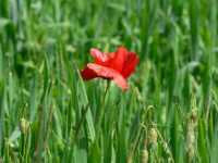 Μήκων η Ροιάς (Papaver Rhoeas)