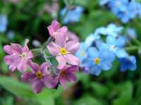 Μυοσωτίς η Αλπική (Myosotis Alpestris), Wisniowy