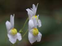 Νεμέζια η Πολυανθής (Nemesia Floribunda), Sericea