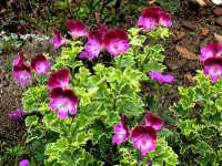 Πελαργόνιο το Μεγανθές (Pelargonium Grandiflora)