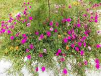 Πορτουλάκα η Μεγανθής (Portulaca Grandiflora)