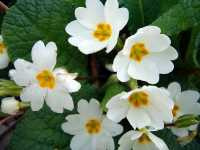 Πριμούλα η Κοινή (Primula Vulgaris), Karduelis