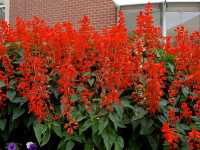 Σάλβια η Λαμπρά (Salvia Splendens)