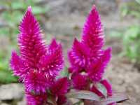 Σελόζια η Πτερωτή (Celosia Plumosa)