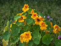 Τροπαίολο το Μέγα (Tropaeolum Majus), Hagens W.