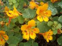 Τροπαίολο το Μικρό (Tropaeolum Minus)