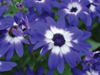 Τσινεράρια η Υβρίδιος (Cineraria Hybrida)