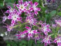 Φλόγα η Δρουμμόντειος (Phlox Drummondii) 