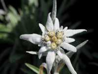 Λεοντοπόδιον το Άλπειον (Leontopodium Alpinum)