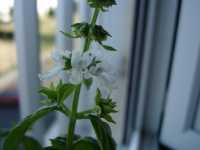 Ώκιμον το Βασιλικόν (Ocimum Basilicum)