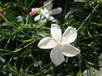 Γιασεμί το Μεγανθές (Jasminum Grandiflorum)