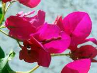 Βουκαμβίλια η Λαμπρά (Bougainvillea Spectabilis), Martin J.